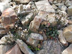 Cardamine thalassica. Plants with rosette leaves and flowering inflorescences.
 Image: P.B. Heenan © Landcare Research 2019 CC BY 3.0 NZ